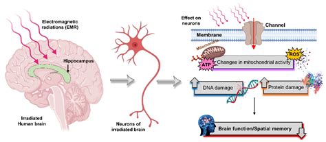 testing rf impact on rat brains|rf radiation effects on brain.